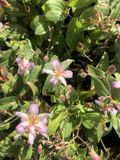 GRDplanten Groendecor Tuinarchitectuur 3x Paddenlelie, armeluisorchidee - Tricyrtis hirta 'Tojen' | 9x9 cm pot