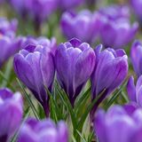 Green boutiQ 120x Crocus Blue