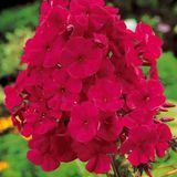 Arborix Phlox 6 x Phlox 'Tenor' - Vlambloem pot 9x9 cm