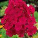 Arborix Phlox 6 x Phlox 'Tenor' - Vlambloem pot 9x9 cm