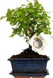 Green Boutiq ZynesFlora Echte Bonsai Boom in Keramiek Sierpot - Hoogte: 25-30 cm - Kamerplant Feng Shui Zen Bonsai Meditatie Decoratie
