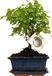 Green Boutiq ZynesFlora Echte Bonsai Boom in Keramiek Sierpot - Hoogte: 25-30 cm - Kamerplant Feng Shui Zen Bonsai Meditatie Decoratie