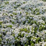 Merkloos / Sans marque Boomenplant.be 6x Thymus praecox 'Albiflorus' - Kruiptijm - Pot 9x9 cm