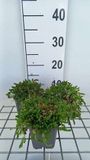 GRDplanten Groendecor Tuinarchitectuur 6x Sedum acre 'Aureum'