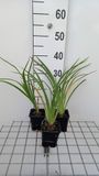 GRDplanten Groendecor Tuinarchitectuur 6x Daglelie - Hemerocallis hybr. 'El desperado' | 9x9 cm pot