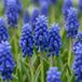 Green boutiQ - 100x Muscari Armeniacum - Blauwe druifhyacint bloembollen - Bolmaat 7/8