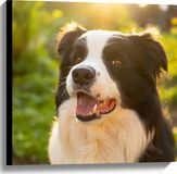 Merkloos / Sans marque Canvas Hond Buiten Planten 60x60 cm Foto op Canvas Schilderij