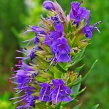 Arborix Hyssopus Officinalis 6 x Hyssop pot 9x9cm