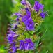 Arborix Hyssopus Officinalis 6 x Hyssop pot 9x9cm