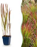 Plantenboetiek.nl | Imperata cylindrica Red Baron - Japans bloedgras - Rode uitlopers - Rood - 12 Planten - Ø11cm - 15-25cm hoog - Tuinplant