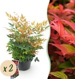 Green boutiQ Nandina Gulfstream - Oranje - 2 Planten - Groenblijvend - Weinig Onderhoud - Pot 17cm Hoogte 35-45cm