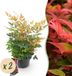 Green boutiQ Nandina Gulfstream - Oranje - 2 Planten - Groenblijvend - Weinig Onderhoud - Pot 17cm Hoogte 35-45cm