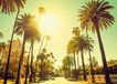 Palm Alley - Komar Muurschildering, Poster, Kunstdruk (zonder lijst) - 70 x 50 cm