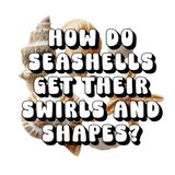 How Seashells: How Do Seashells Get Their Swirls and Shapes?