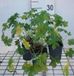 Geranium 6x Geranium versicolor | 9x9 cm pot