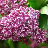 Bol Syringa vulgaris 'Sensation' - Sering 40-60 cm in pot