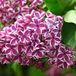Arborix Bol Syringa vulgaris 'Sensation' - Sering 40-60 cm in pot