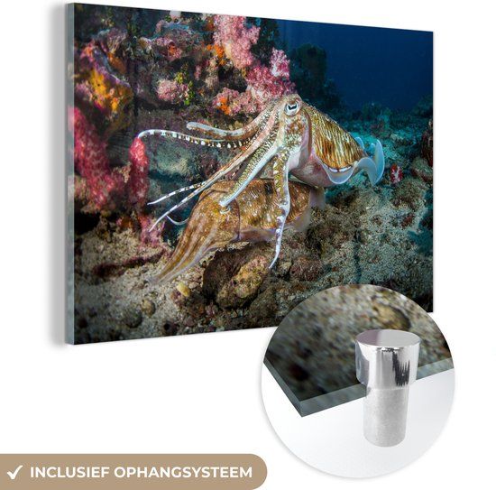 MuchoWow® Glass Painting 150x100 cm - Acrylic Glass Painting - Two Octopuses Swimming Together - Photo on Glass - Paintings