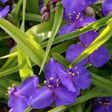 Tradescantia 6 x Tradescantia 'Leonora' - Eendagsbloem pot 9x9cm