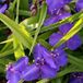 Arborix Tradescantia 6 x Tradescantia 'Leonora' - Eendagsbloem pot 9x9cm