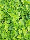GRDplanten Groendecor Tuinarchitectuur 6x Perzische muts - Tiarella hybr. 'Tiger Stripe' | 9x9 cm pot