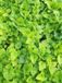 GRDplanten Groendecor Tuinarchitectuur 6x Perzische muts - Tiarella hybr. 'Tiger Stripe' | 9x9 cm pot