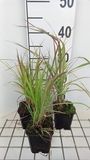 GRDplanten Baardgras 6x Andropogon gerardii | 9x9 cm pot