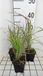 GRDplanten Baardgras 6x Andropogon gerardii | 9x9 cm pot