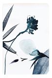 Clairefontaine 115925C - Kleine Genaaid notitieboekje - Bloem in blauwe inkt - 11x17cm - 64 gelinieerd pagina's - 90g wit papier - Inkebana Collectie