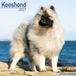 Avonside Keeshond Kalender 2027