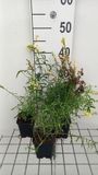 GRDplanten Groendecor Tuinarchitectuur 6x Linaria - Linaria vulgaris | 9x9 cm pot