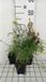 GRDplanten Groendecor Tuinarchitectuur 6x Linaria - Linaria vulgaris | 9x9 cm pot