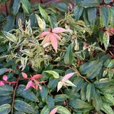Arborix Leucothoe Fontanesiana 'Rainbow' - Druifheide 20-30 cm pot