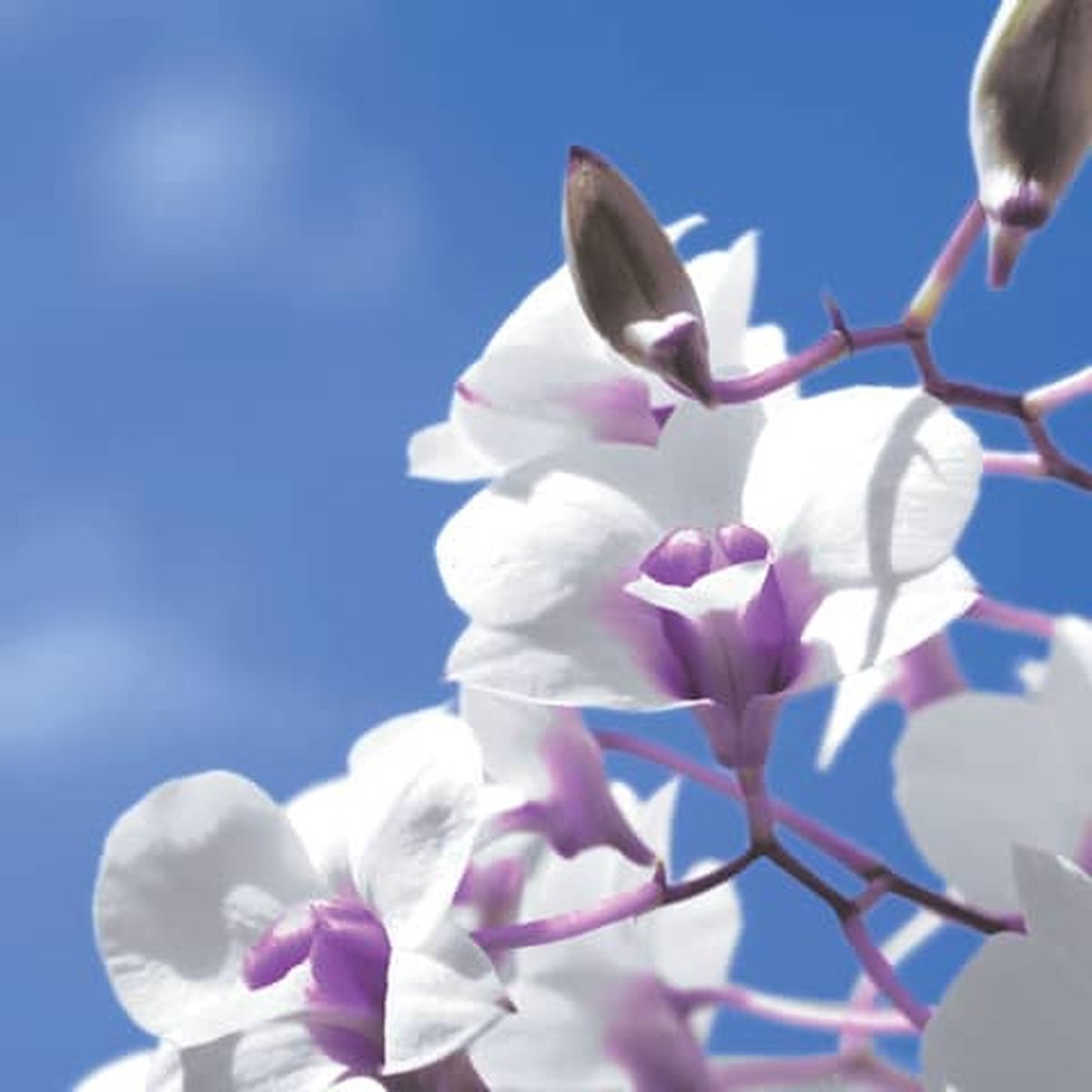 Paper Design Paper + Design - Sky orchid - papieren lunch servetten