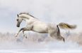 White Horse Galop Cache-radiateur magnétique, 60x100 cm blanc