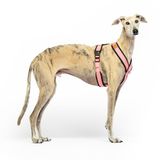 Reflecterend hondenharnas in Y-vorm, ideaal voor Lebreles: Italiaanse windhond, Whippet, windhond, Podenco - veilig, ademend en duurzaam, perfect voor wandelen, training en hardlopen, roze, L