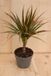 Warentuin Natuurlijk - Drakenbloedboom Dracaena Fragrans Bicolor/Creme-Roze H40-60 cm potmaat 17 cm 1 stam kamerplant