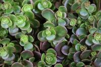 GRDplanten Groendecor Tuinarchitectuur 6x Sedum 'Makinoi'