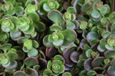 GRDplanten Groendecor Tuinarchitectuur 6x Sedum 'Makinoi'