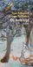 Querido De hele tijd (Hardcover)