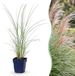 Green boutiQ - Miscanthus sin. Morning Light - Pampusgras - Zilver - 1 Plant