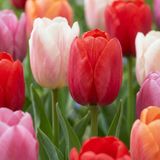 Green boutiQ - 120x Tulipa Glowing with pride