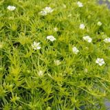 Arborix Sagina 6x Sagina subulata 'Lime Moss' Pot 9x9cm - Groenblijvende bodembedekker voor tuinen