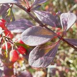 Arborix Bol Berberis Thunbergii 'Atropurpurea' - Zuurbes 30-40 cm in pot