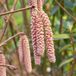 GRDplanten Groendecor Tuinarchitectuur Roodbladige hazelaar - Corylus hybr. 'Rode Zellernoot' | maat 60-80 C