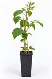 GRDplanten Groendecor Tuinarchitectuur Doornloze braam 'Thornless Evergreen' - Rubus frut. 'Thornless Evergreen'