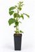 GRDplanten Groendecor Tuinarchitectuur Doornloze braam 'Thornless Evergreen' - Rubus frut. 'Thornless Evergreen'