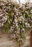 Up!Climbers Clematis Armandii 'Apple Blossom' Bosrank 60-80 cm - Klimop - Groenblijven - Winterhard