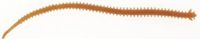 Berkley Gulp! Alive!® Néréïs Softbait GASHPNE6-DBR 59g Brown Blue Fleck