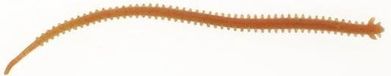 Berkley Gulp! Alive!® Néréïs Softbait GASHPNE6-DBR 59g Brown Blue Fleck